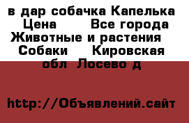 в дар собачка Капелька › Цена ­ 1 - Все города Животные и растения » Собаки   . Кировская обл.,Лосево д.